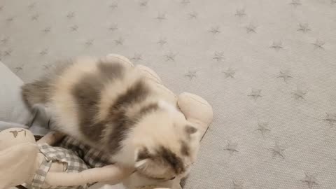 cute kitten videos short leg cat viral