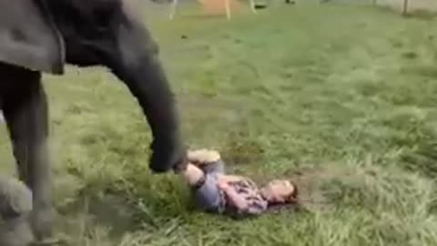 Elephant funny videos😂