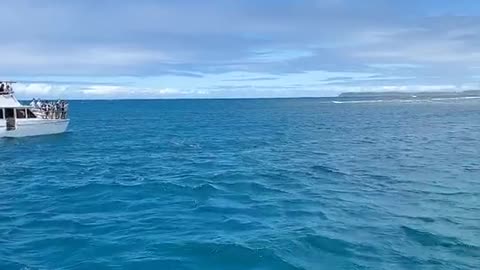 Dolphins on a yacht in Guam