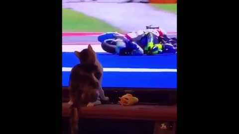 The funny animals