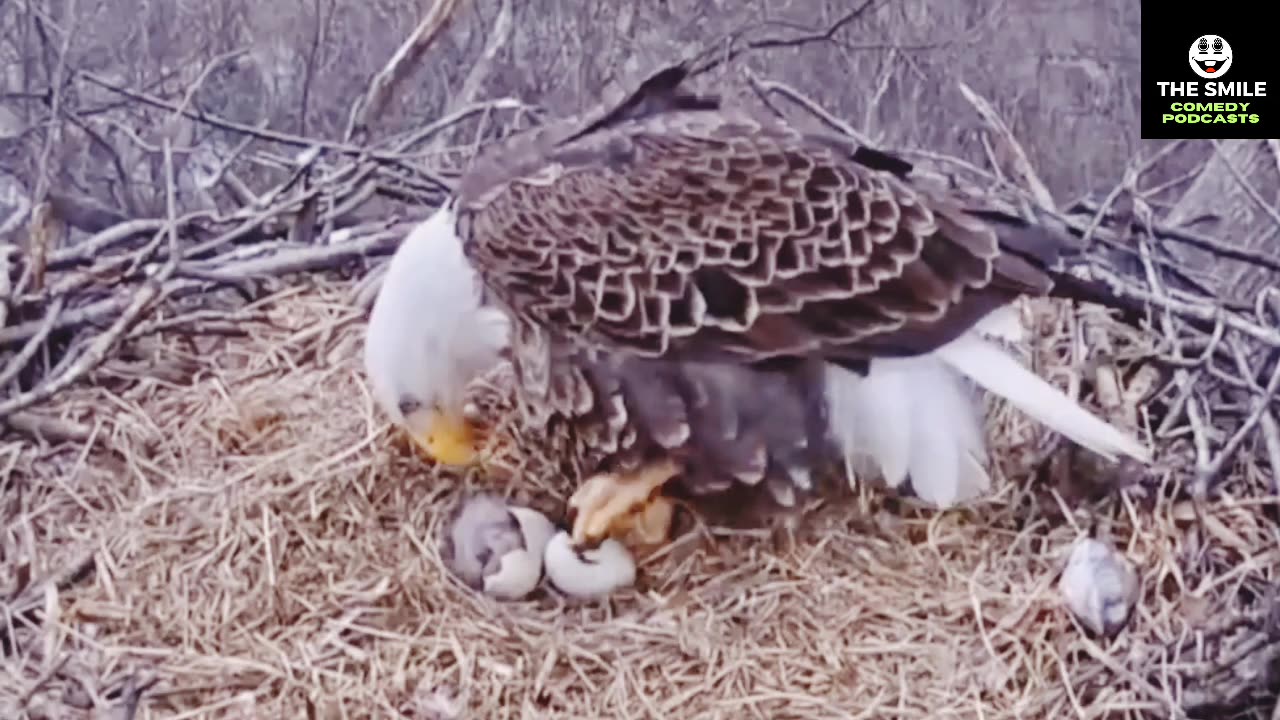 World's most diverse bird nests. বিশ্বের সবচেয়ে বৈচিত্র্যময় পাখির বাসা।