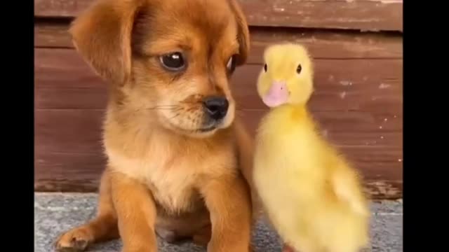 Dog funny | Dog cute video| dog funny video