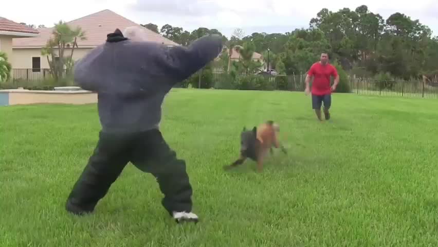 How to make a dog fully Aggressive with some few tips