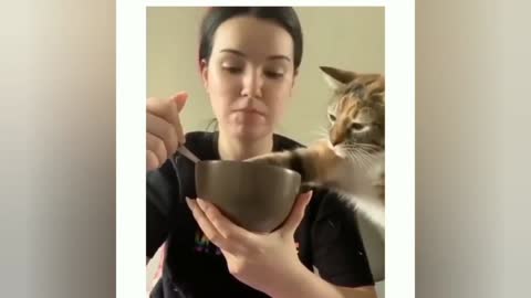 Funny video of cat eating owner's food