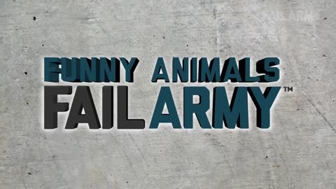 Funny animal fails compilation from failArmy 2021_HD