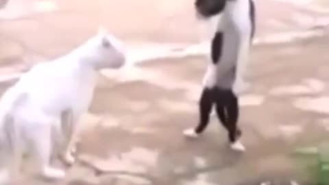 Cat dancing Michael Jackson