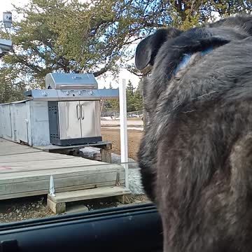 Malamute GSD X Would love to dine on Gophers 🤗