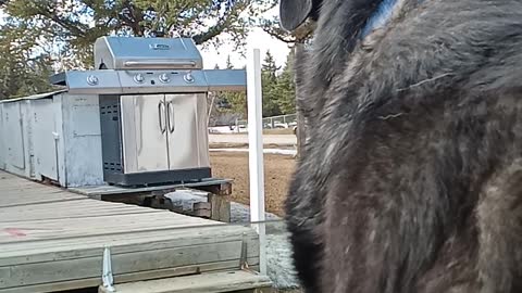 Malamute GSD X Would love to dine on Gophers 🤗