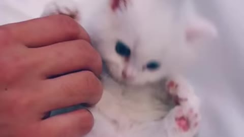 You will love cats after this vedio - so cute سوف تحب القطط بعد مشاهدتك هذا الفيديو - اجمل قطه