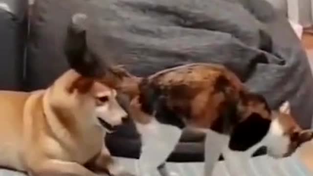 A cat who loves to play with a dog