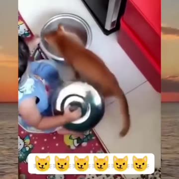 Funny cat moments 🤣 😺 #1