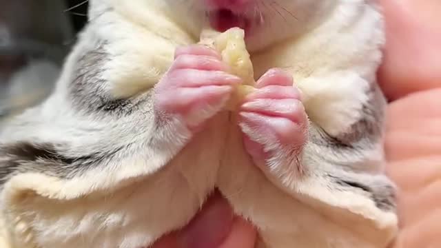 Honey kangaroo