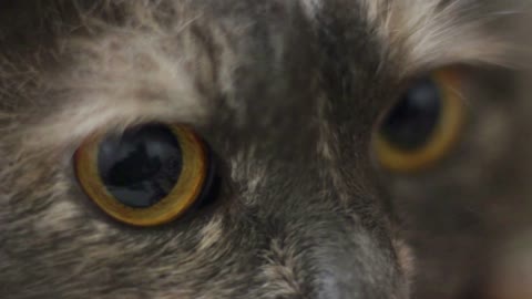 Close up of eyes cat