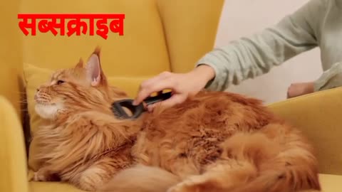 funny cat and dog video cute animalsnny catsfnny animal