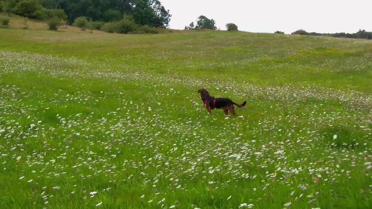 Ari on the Island of Rügen - August 2014