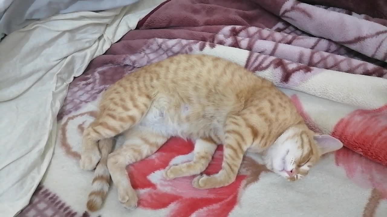 I caught this cat sleeping on my bed