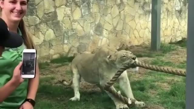 A lioness against three hefty men