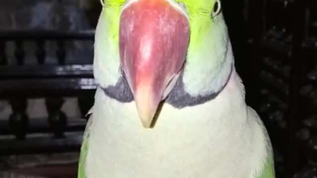 Best indian parrot talk to me