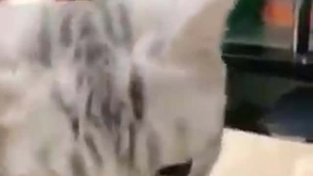 Very cute kitty😍