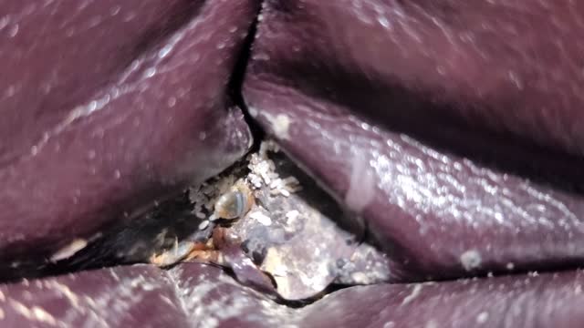 Bed bugs in a chair