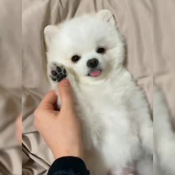 Cute Puppy is Learning to dialing number, Cutest Puppy