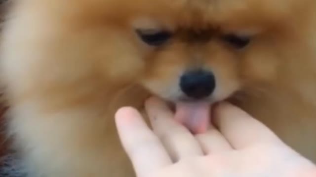 Cute Baby Dogs get Cares from her owner!