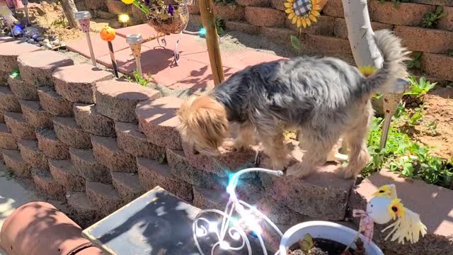 Jack my yorkie jumping off and walking around