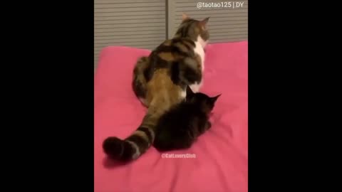 CUTE CATS 5 - Adorable animals