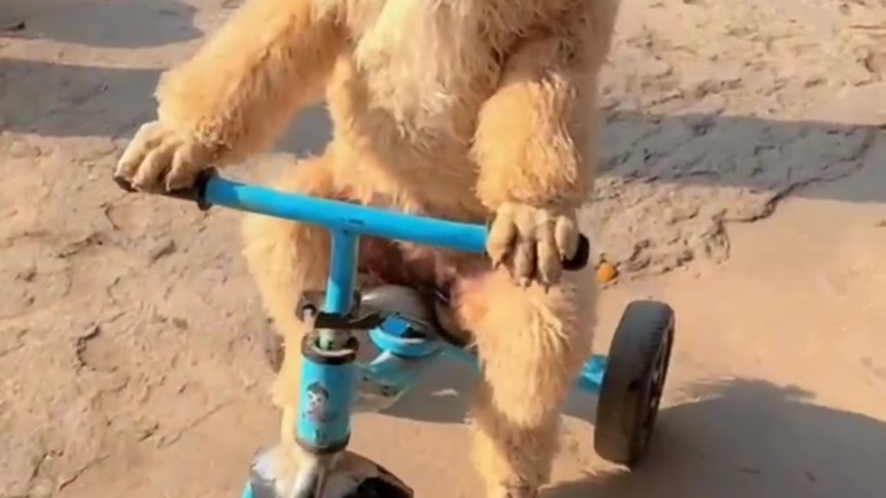 Funniest cat 🐱 and dog 🐶 new funniest animal video 2024 🙃🙀