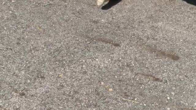 Cat sunbathing under the car