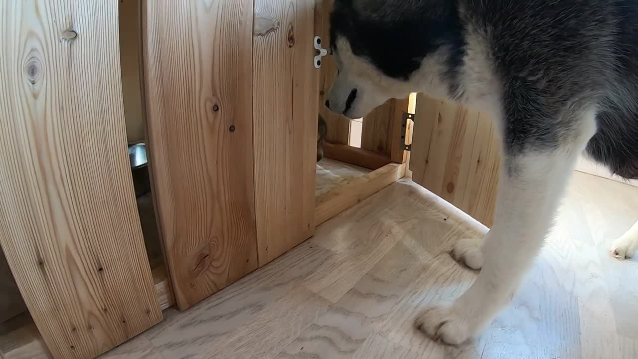 Being a Husky Puppy can be Tough