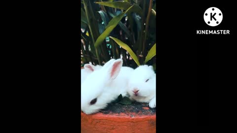 Cute Animal Videos