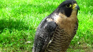 Peregrine Falcon