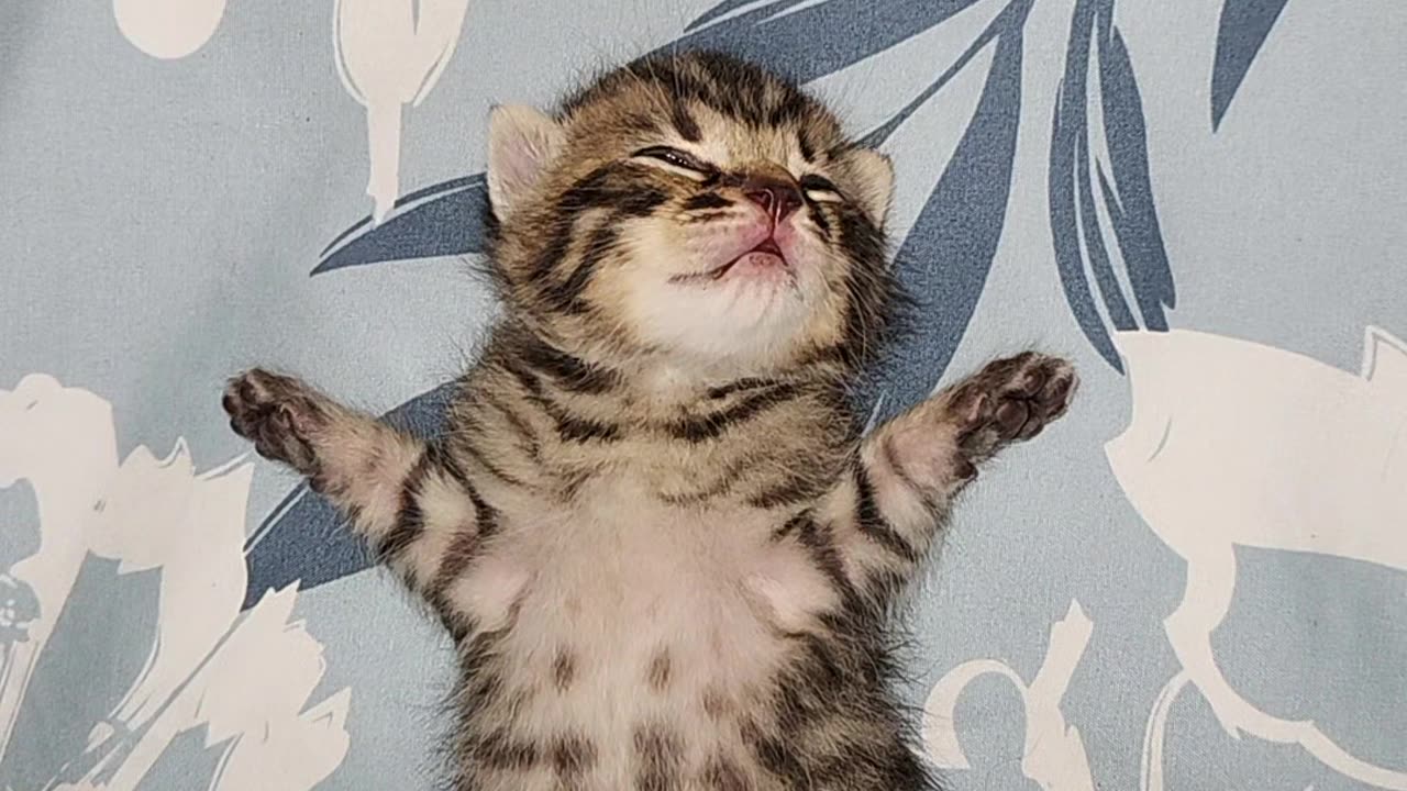 "Nap Time: Tiny Kitten Dreams in Progress!"