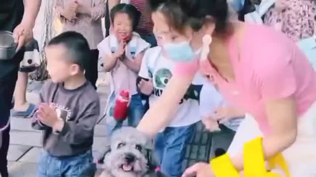 Dog fun funny funniest