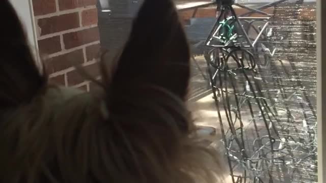 Brown yorkie looking outside window and howling