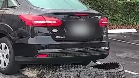 Crocodile Going Under A Car