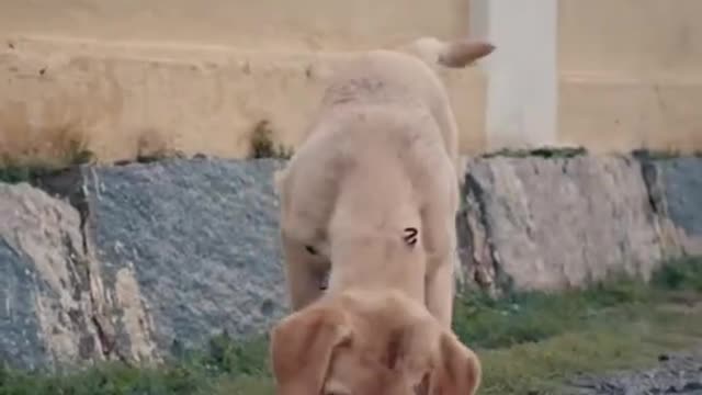 SAD STORY OF CHARLIE