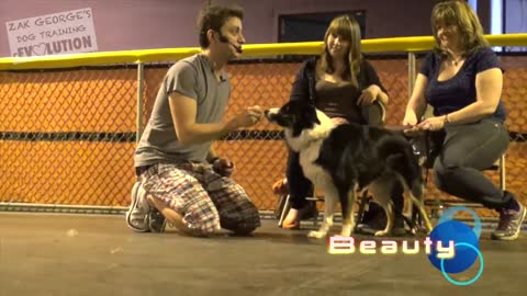 Dog Training 101: How to Train ANY DOG the Basics!