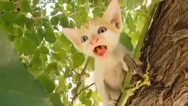 Funny And Cute😍 kittens Meowing Video