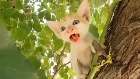 Funny And Cute😍 kittens Meowing Video