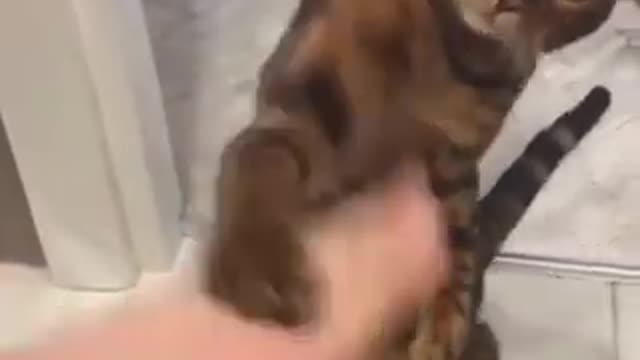 Funniest_ Dog _and _cats_ video 😅😁🤣