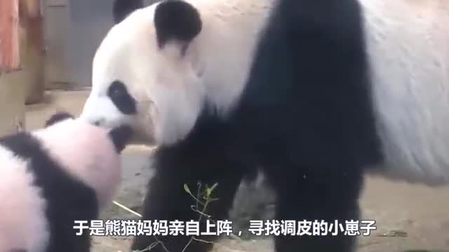 cute panda