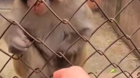 Funny Monkey