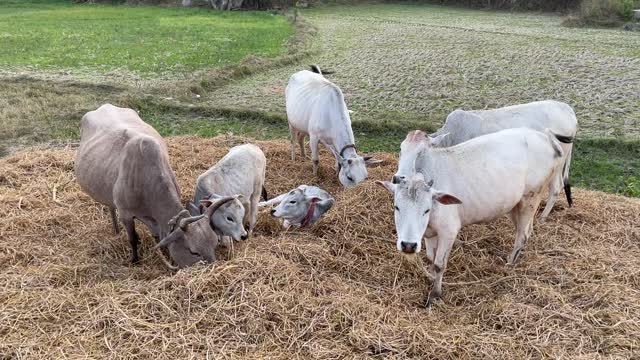 Dayalu Baba's Cows Relax in a Pile of Straw