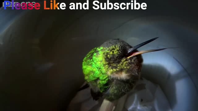 Watch Super Cute Snoring hummingbird