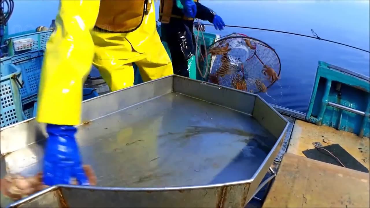 Awesome Hairy Crab Catching Deep Sea - Hairy Crab Processing in Factory - Crab fishing in Japan sea