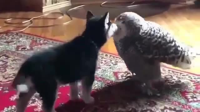 Dog and Owl Kissing