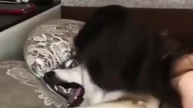 Cute moments of Animals 😍😁