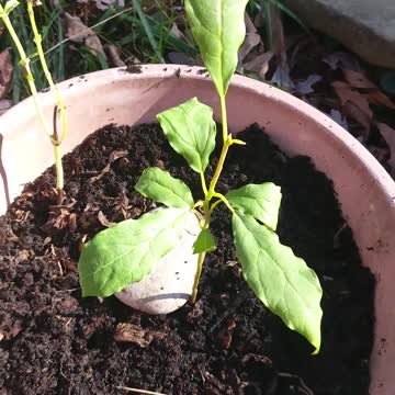 Avocado & Luci Lu Cameo